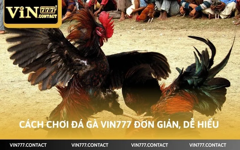Cách chơi đá gà Vin777 đơn giản, dễ hiểu