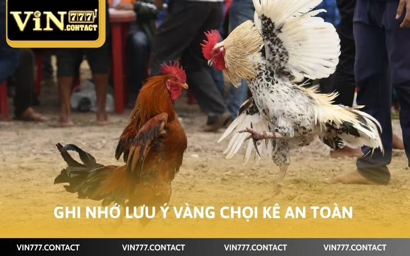 Ghi nhớ lưu ý vàng chọi kê an toàn