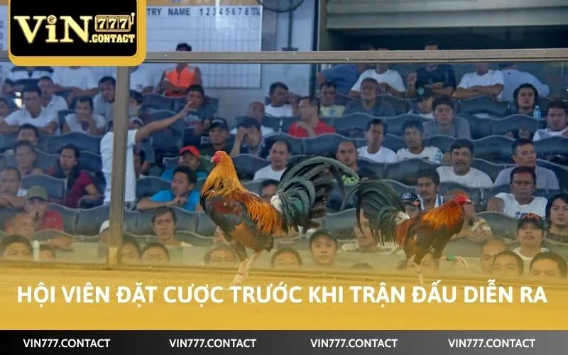 Hội viên đặt cược trước khi trận đấu diễn ra
